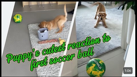 The Adorable Moment A Puppy Discovers Its First Soccer Ball!