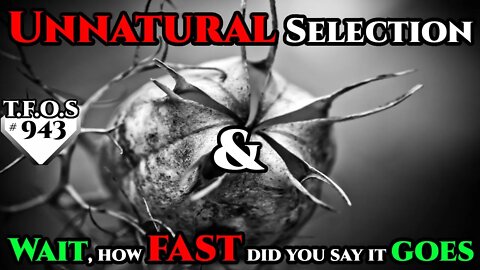 Unnatural Selection & Wait, how fast did you say it goes | Humans are space Orcs | HFY | TFOS943