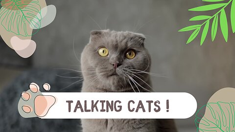 Talking cats! 🤣🤣 Laughed to tears! 😸😸 Funny talking cats 🤣🤣