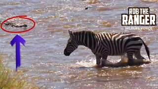 Lucky Zebras Cross Crocodile Infested River | Maasai Mara Migration | Zebra Plains