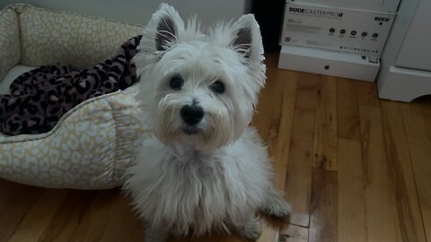 My Westie wants to go out