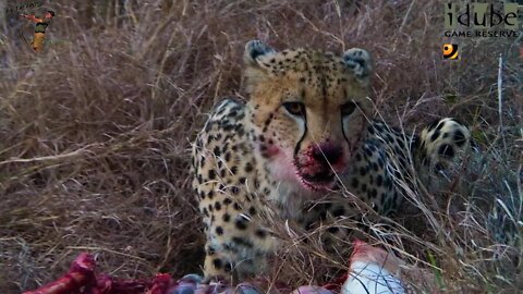 Rare And Endangered Cheetah Feeding At The Lodge