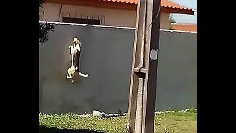 Patient dog successfully jumps over high wall- Great example-Try and try and day you can fly-