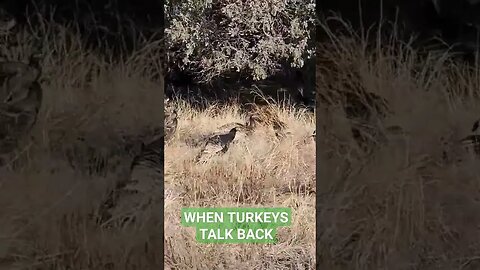 When Turkeys Talk Back