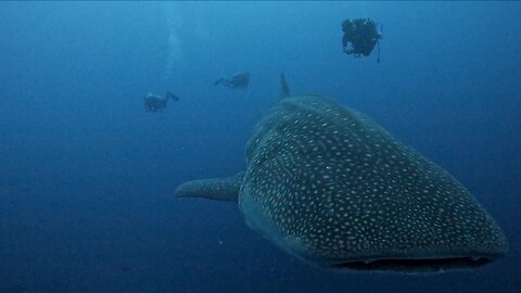 Researchers Gently Place Satellite Tracker On Gigantic Whale Shark