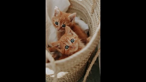 #cat #kittens #cute and healthy beautiful.