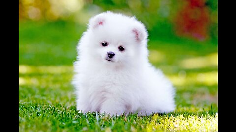 Funny and Cute Dog Pomeranian 😍🐶_ Funny Puppy Videos #262.mp4
