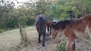 My horses