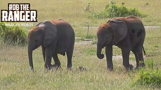 Elephant Herd With Twin Calves In Amboseli | Zebra Plains Safari
