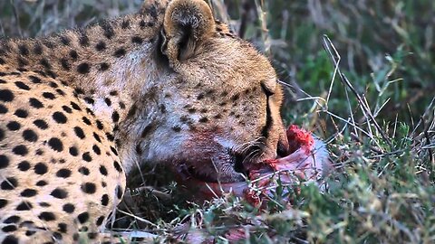 Cheetah chases wildebeest | The Hunt -