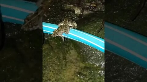 frog attack frog#frog #attack