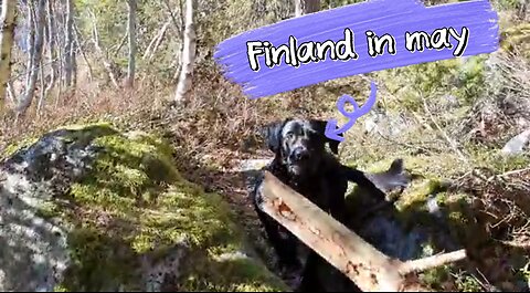 Finland dogs enjoying spring weather at lake