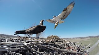 Fish eagle brings home a big fish, ferocious aerial battle follows