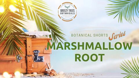 Marshmallow Root Botanical - health, beauty, and more