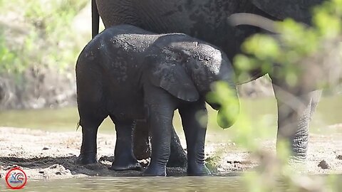 Tiny Trunks in Action- Adorable Elephant Calf Plays and Splashes in Kruger National Park