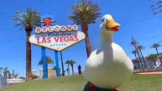 I took my duck to Las Vegas