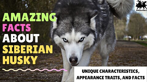 Amazing Facts About Husky | Siberian Husky Facts | Animals Addict |