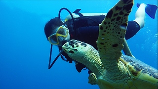 This Young Diver Has A Gift For Connecting With Sea Turtles