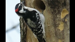 Downy woodpeckers - mating - building nest in Sterling Heights, Michigan