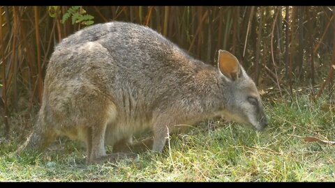Red-necked wallaby, Bennett's wallaby macropod marsupial of Australia
