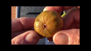 Archipel Fig Tasting 2019-09-16