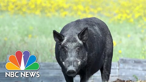 Invasion Alert: U.S. Takes on Canadian 'Super Pigs