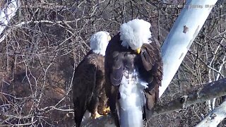 USS Eagles - Mom preening