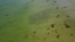 Fish school swimming in the ocean gets spooked