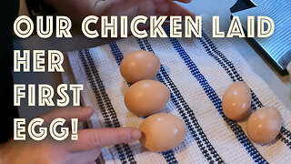 Our Chickens Laid Their First Eggs!