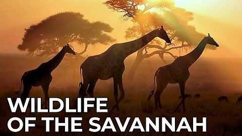 World of the Wild | Episode 2: Africa's Savannah