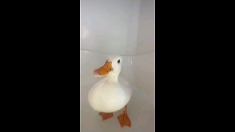 That one duck edit. #duck #cuteduck #cuteanimals #birds #pets