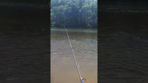 Catch a Fish!