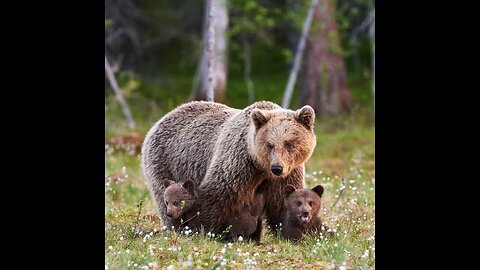 Mama bear helps her cubs climb fence