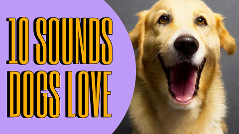 The Top 10 Sounds That Dogs Love to Hear