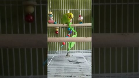 Budgie Going Crazy On Toy 😂🤣 #youtubeshorts #animallover #shorts #funny #birds #budgies