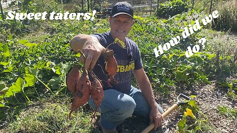 From Soil to Supper: Our First Sweet Potato Harvest & Curing Adventure!