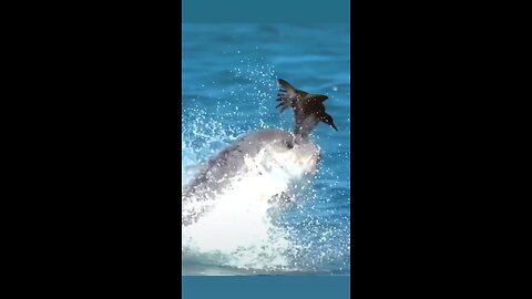 Hunting bird by fish in sea jumping above sea level