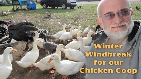 Winter Windbreak for our Chicken Coop