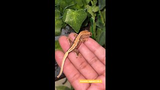 This Gecko JUST HATCHED! 🦎🐣