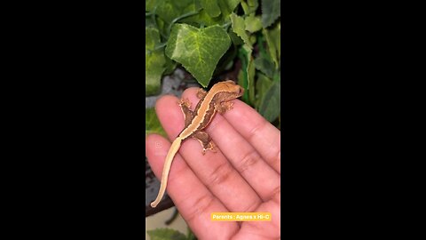 This Gecko JUST HATCHED! 🦎🐣