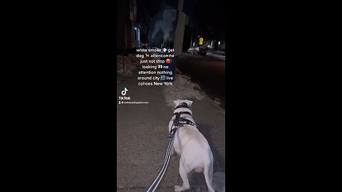 white smoke 💨 get dog 🐕 attention he just not stop 🛑 looking 👀 no attention nothing