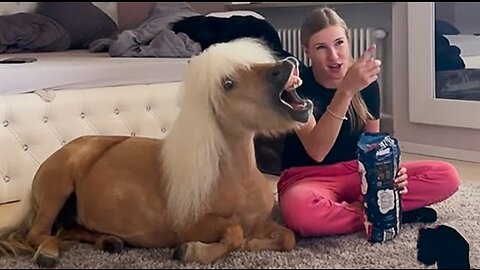 Cute horse playing with a girl|| cutest funny animals moments 🤣