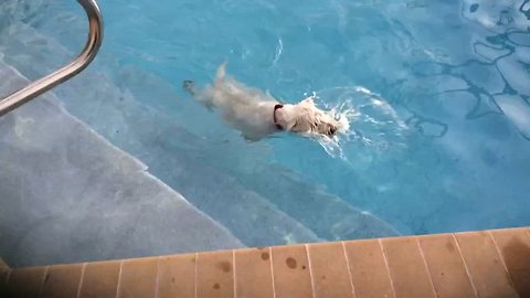 Water-loving dog swims laps in the pool