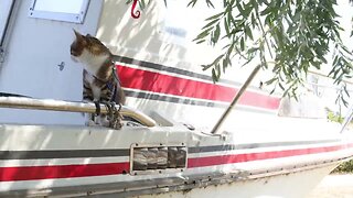 Curious Cat Climbs on a Boat