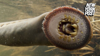 Blood-sucking eel with rows of swirling teeth spotted after 20-year hunt