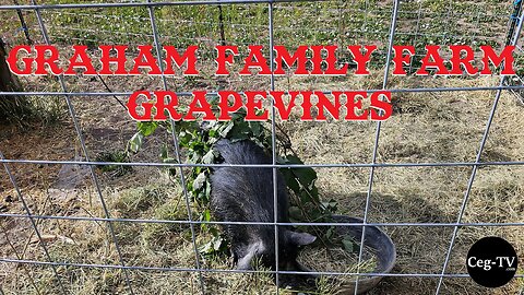 Graham Family Farm: Grapevines