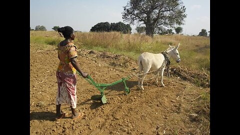 Spreading pesticides by Donkey