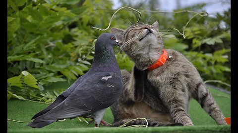 Cat and the Pigeon Friendship | A Heartwarming Tale of Compassion and Connection | Animal Vised