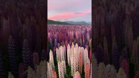 Lupins bloom / цветение люпинов / Новая Зеландия #NatureShortsVideo