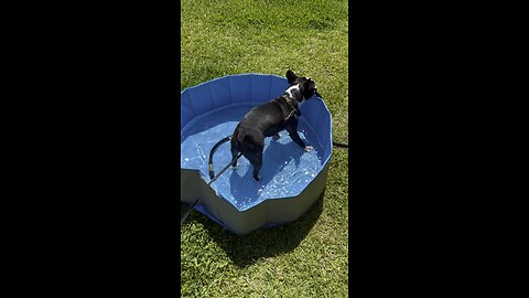 Hot 🥵 Sunday’s are great for BBQ’s and Pool time #Frenchie #BostonTerrier #Frenchton #4K
